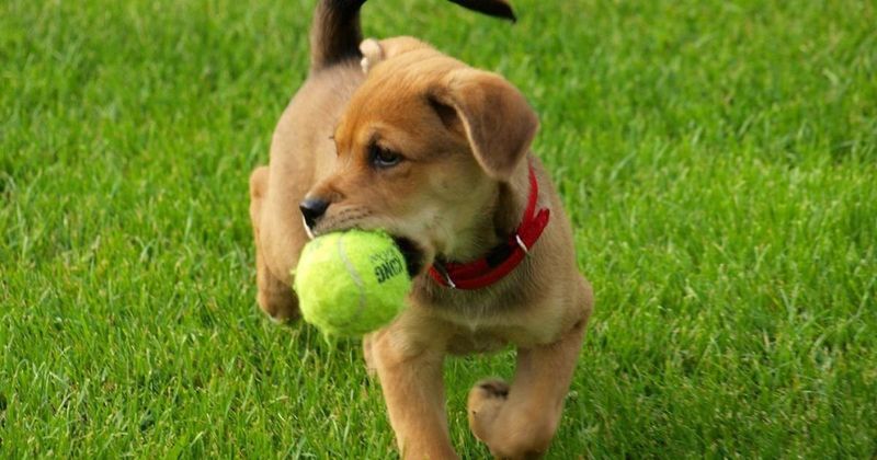 All Dogs Love to Fetch