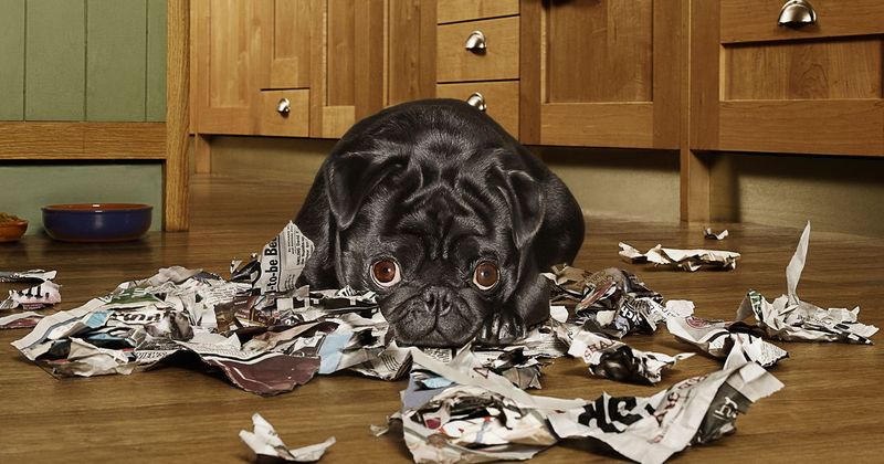 Dogs Don't Feel Guilt