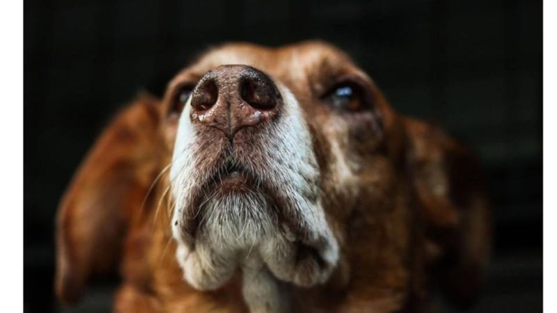 A Cold, Wet Nose Means a Healthy Dog