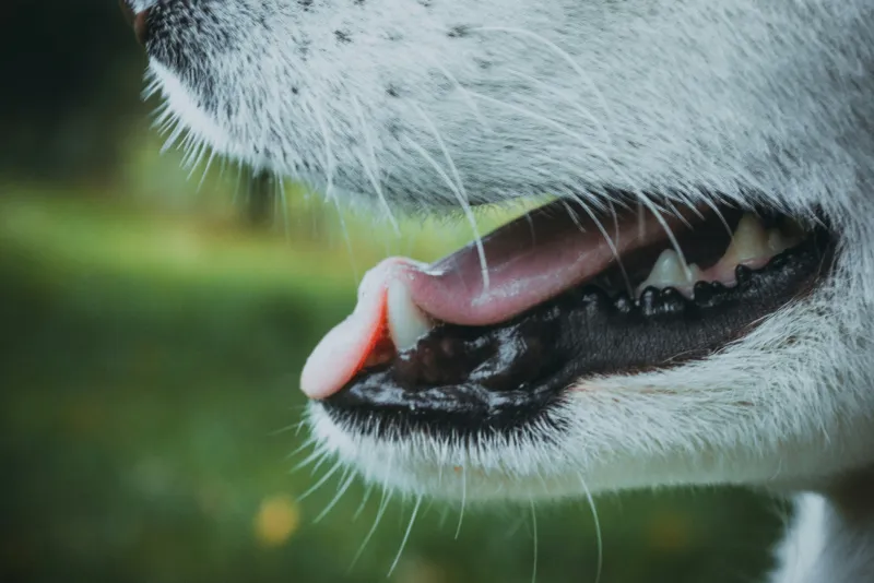 A Dog's Mouth is Cleaner Than a Human's