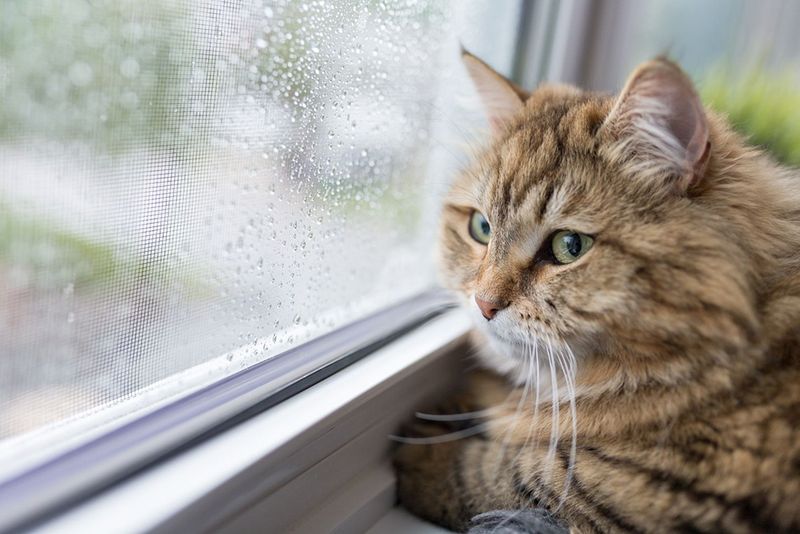 Cats' Independent Nature