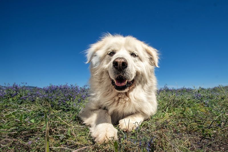 Great Pyrenees