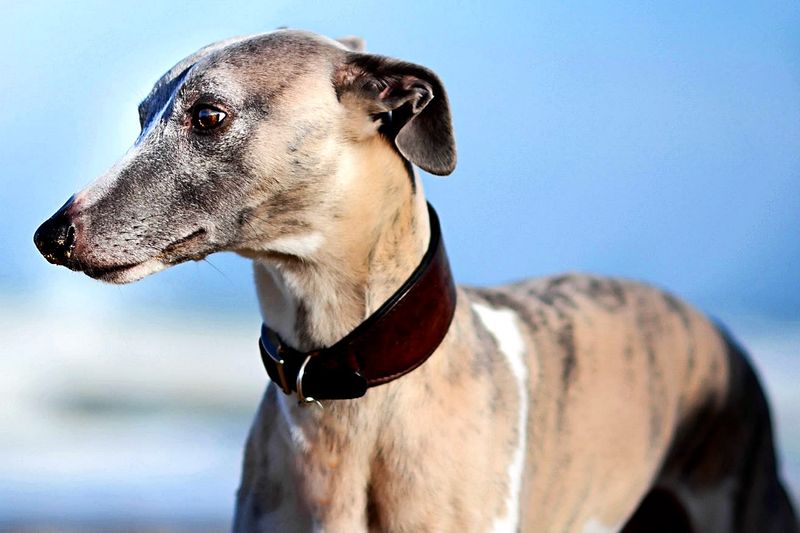 Whippet