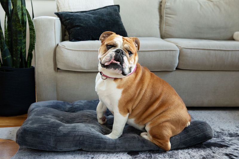 Bulldog