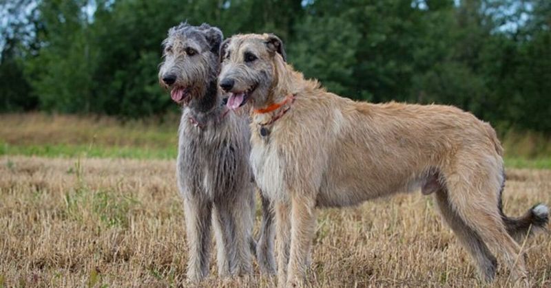 Irish Wolfhound