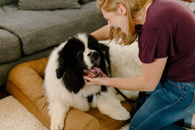 Foster a Dog