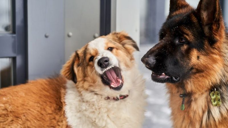 Barking Excessively