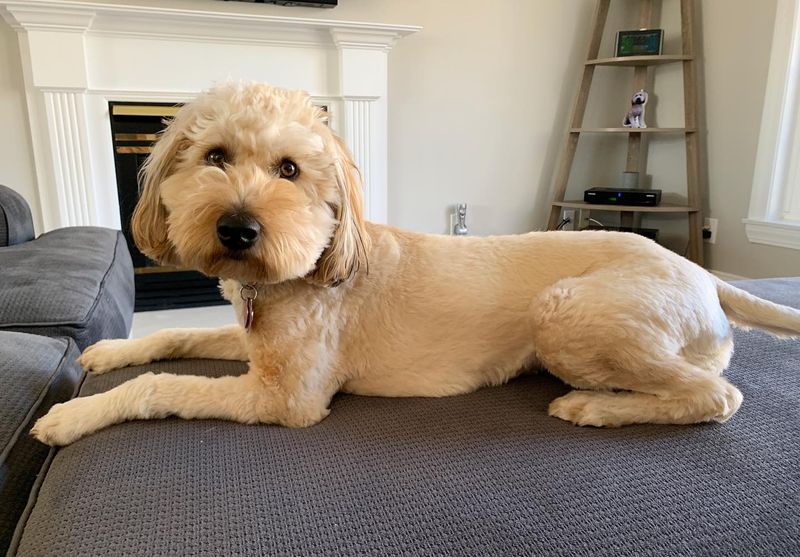 Whoodle