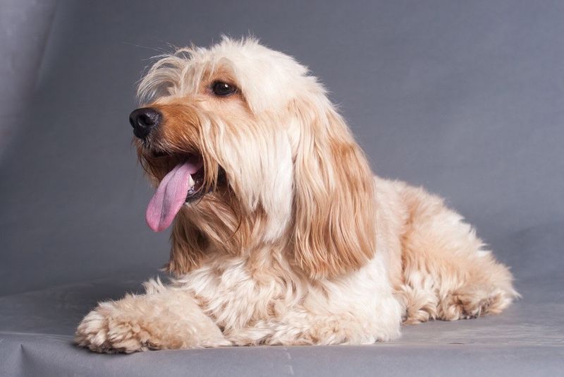 Corkie (Yorkshire Cocker Spaniel)