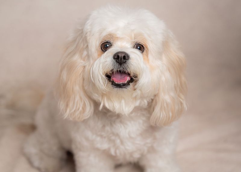 Cavachon