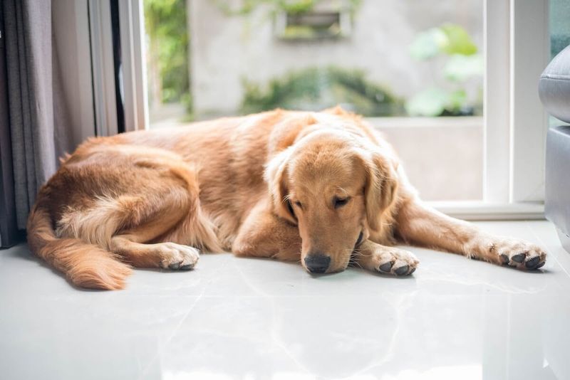 Panting Without Physical Exertion