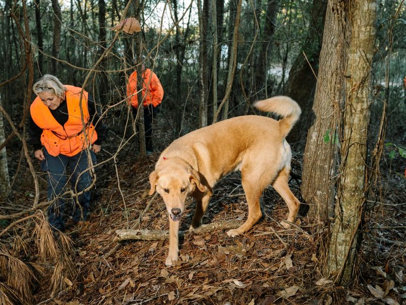 Cadaver Dogs