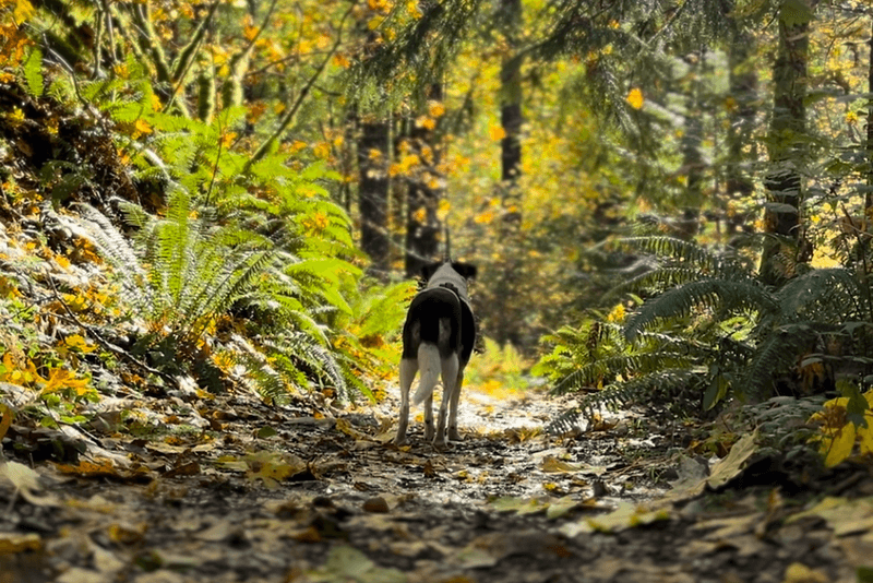 Maple Haven Trail