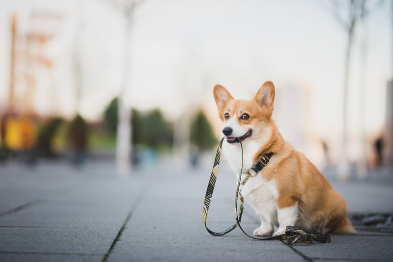 Leash Awareness