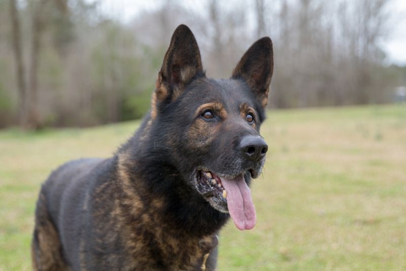 Czech Working Line German Shepherd