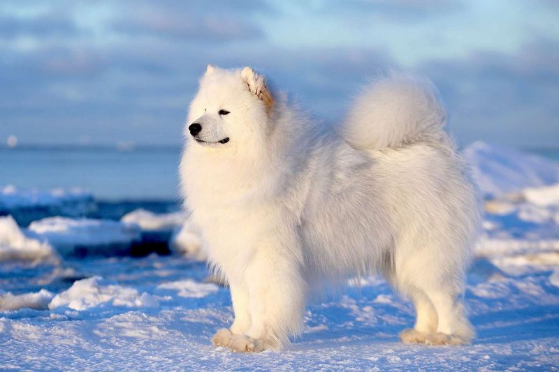 Samoyed