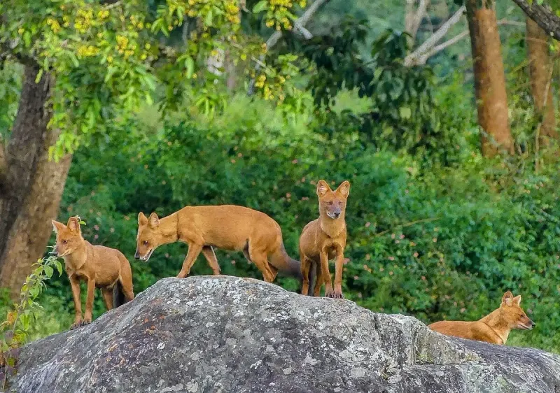 Dhole