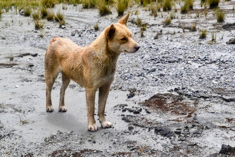 New Guinea Singing Dog