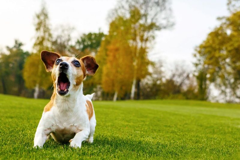Playful Barking