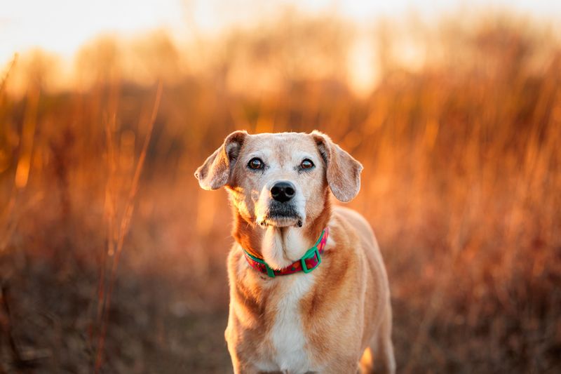 Celebrating a Pet's Legacy