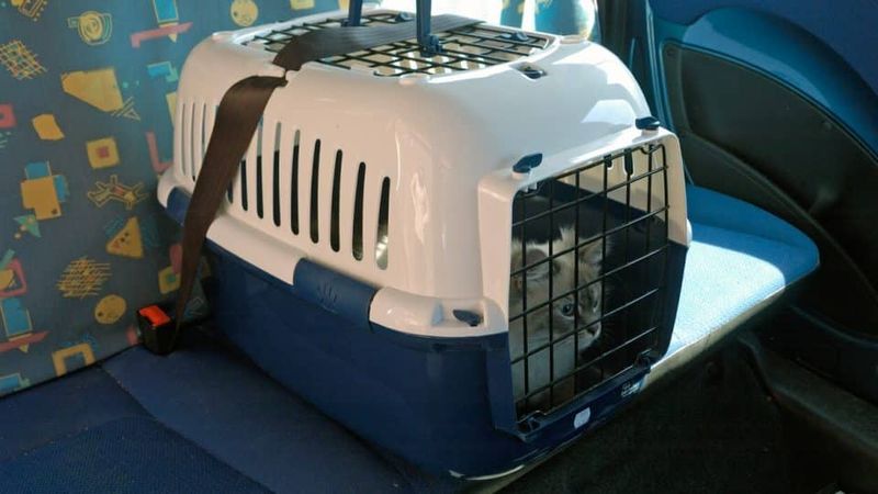 Pet Carrier