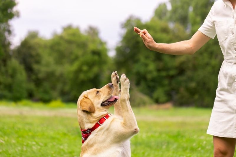 Understanding Human Commands