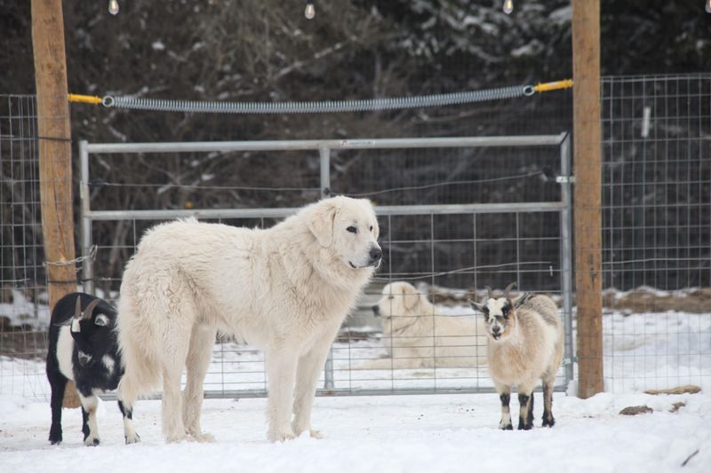 Protecting Livestock