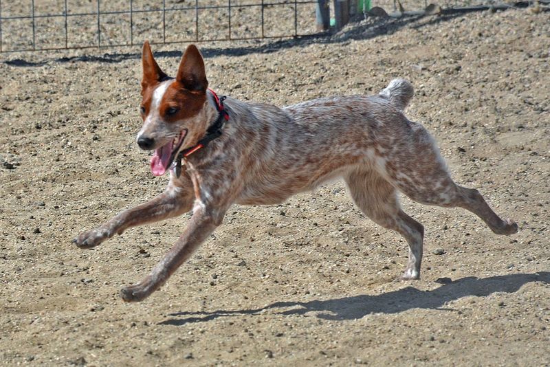 Herding Trials