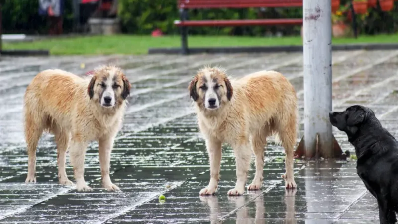Weather Sensing