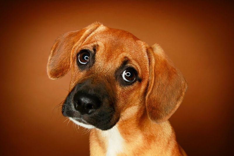 Understanding Eyes