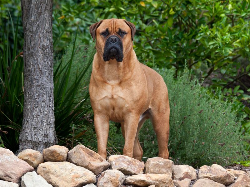 Charming Clown: The Bullmastiff