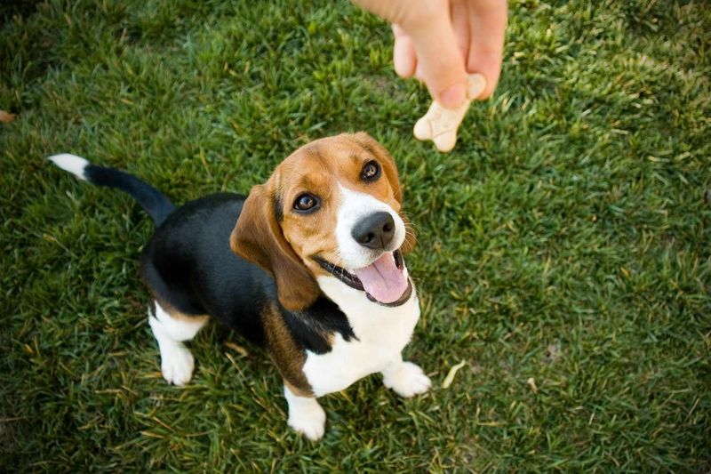 Using Positive Reinforcement