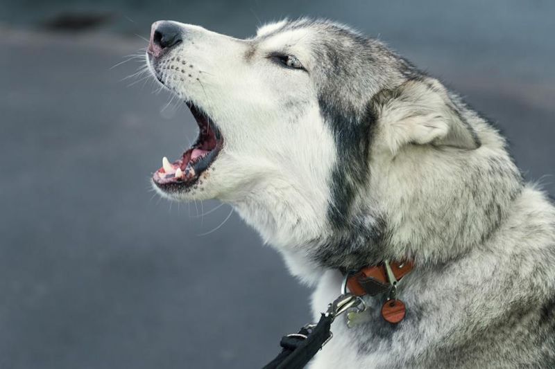 Vocal Expressions