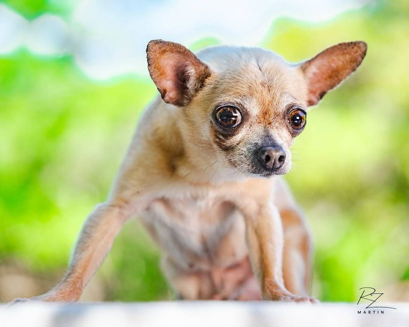 Chihuahua