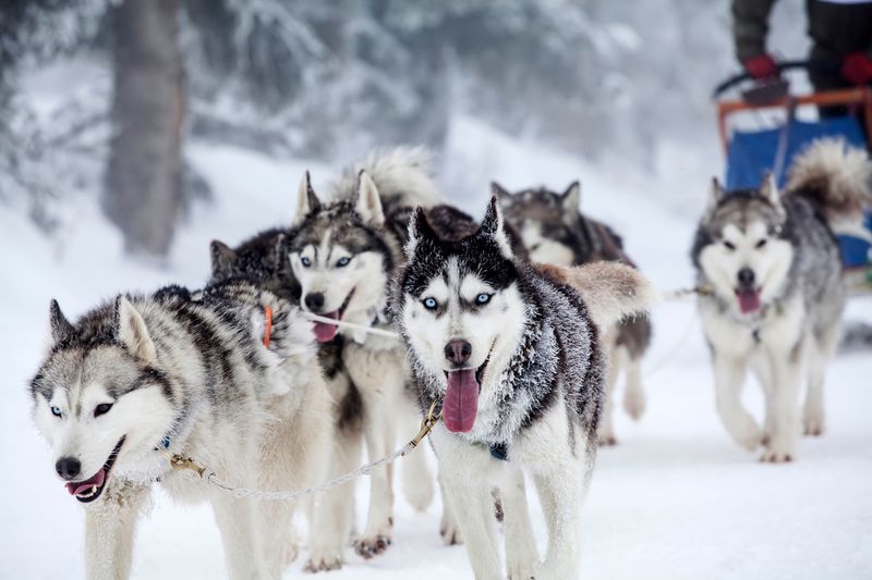 Siberian Husky