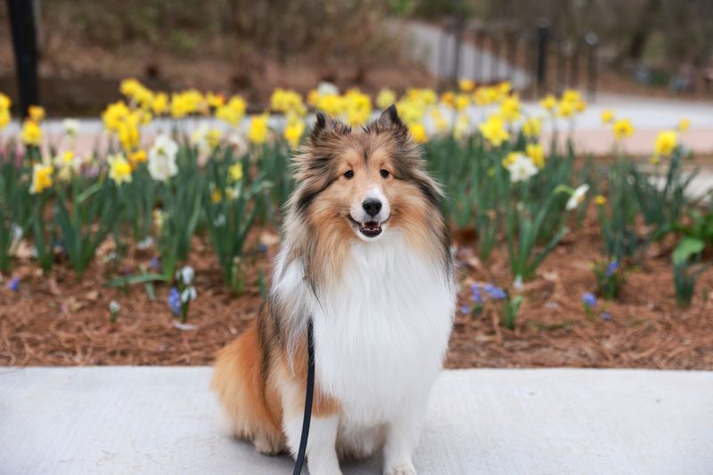 Sheltie (Shetland Sheepdog)