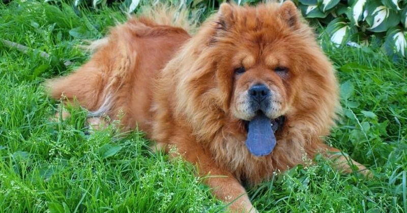 Chow Chow