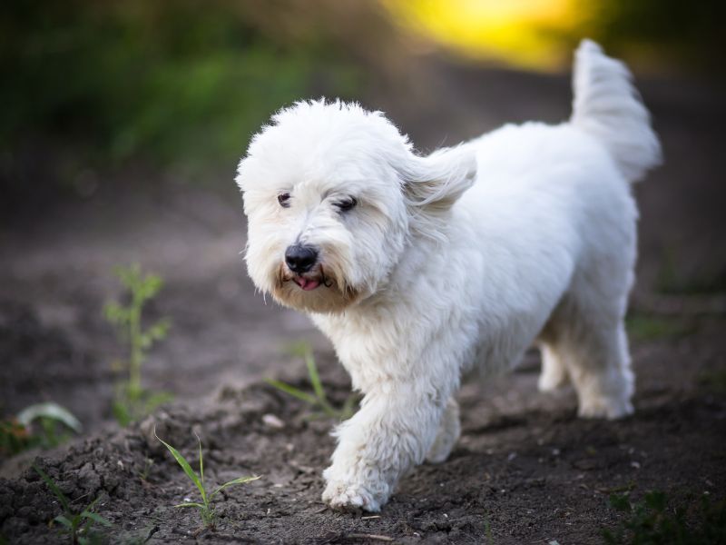 Coton de Tulear