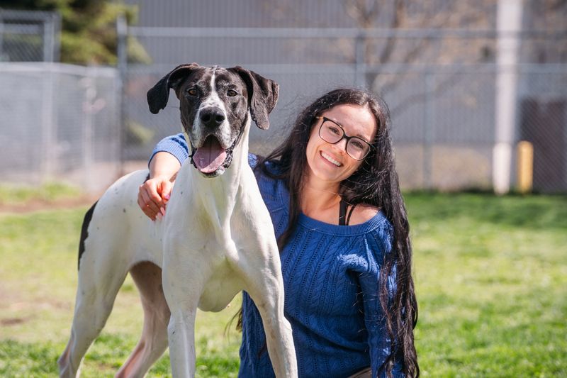 Great Dane