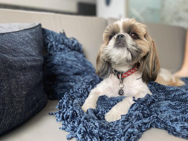 Shih Tzu