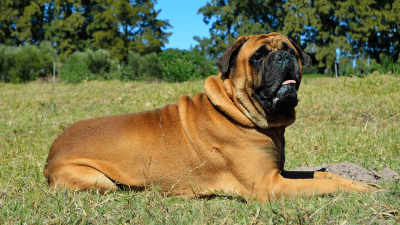 Bullmastiff