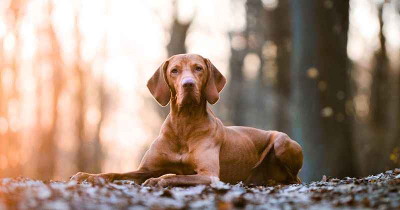 Vizsla