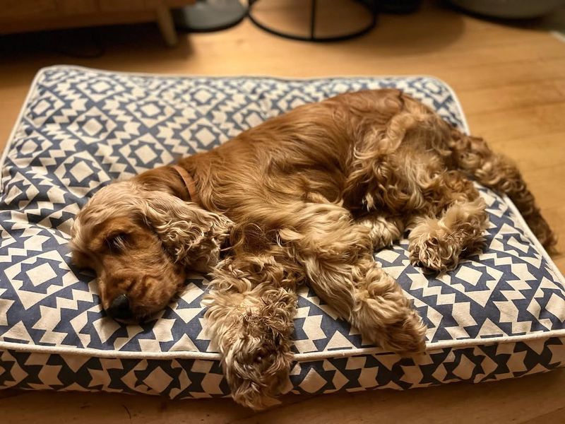 Cocker Spaniel