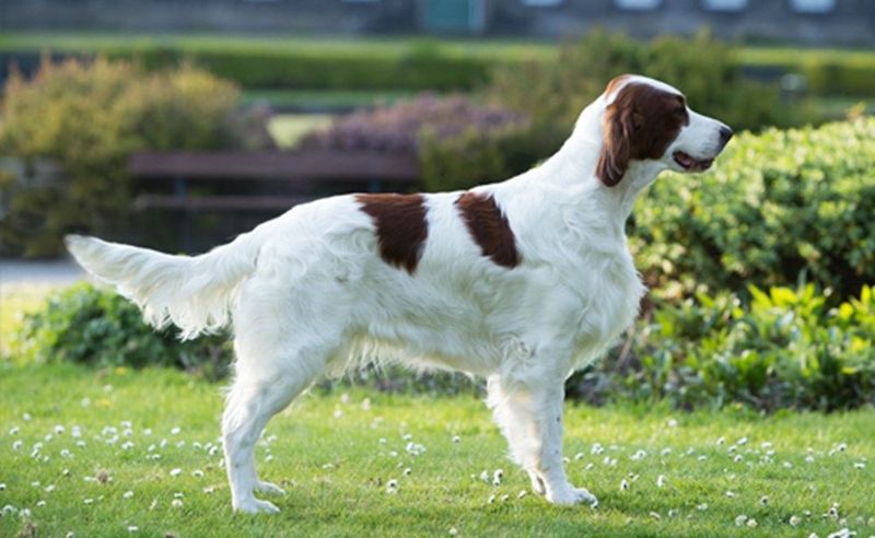 Irish Red and White Setter