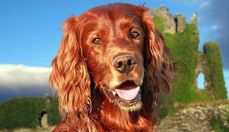 Irish Setter
