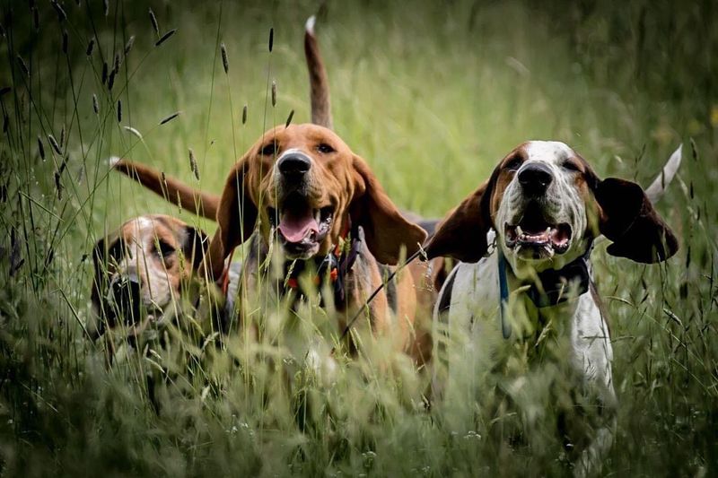 American Foxhound