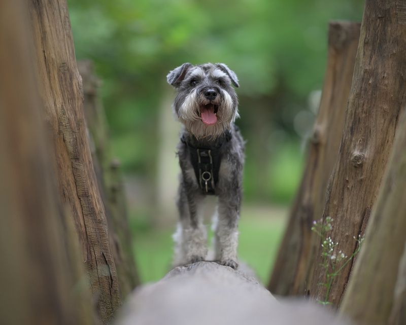 Miniature Schnauzer