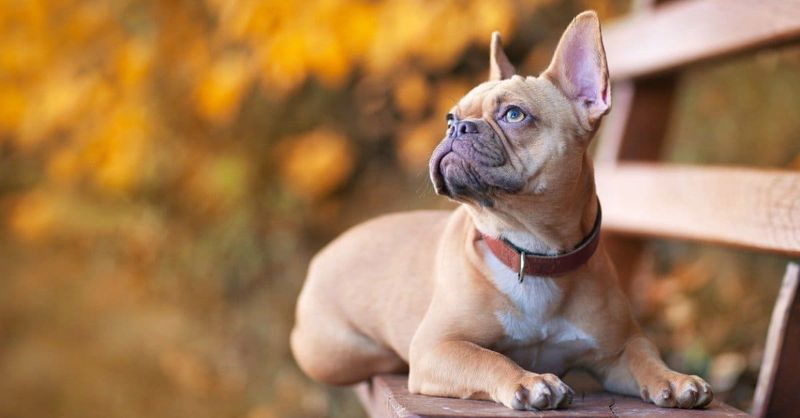 French Bulldog