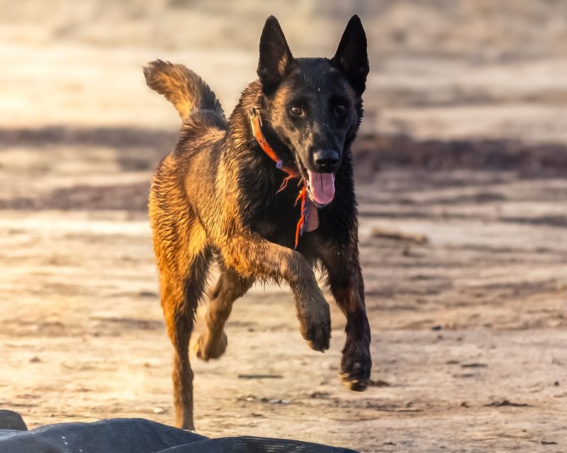 Belgian Malinois