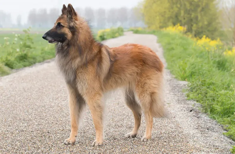 Belgian Tervuren